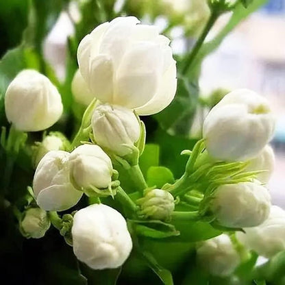 100 doftande klätterjasminfrön (GMO-fria)