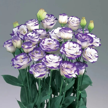 Eustoma (Lisianthus) Blomfrön – 300 st