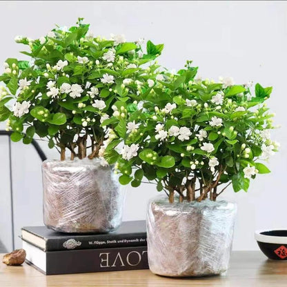 100 doftande klätterjasminfrön (GMO-fria)