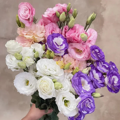 Eustoma (Lisianthus) Blomfrön – 300 st