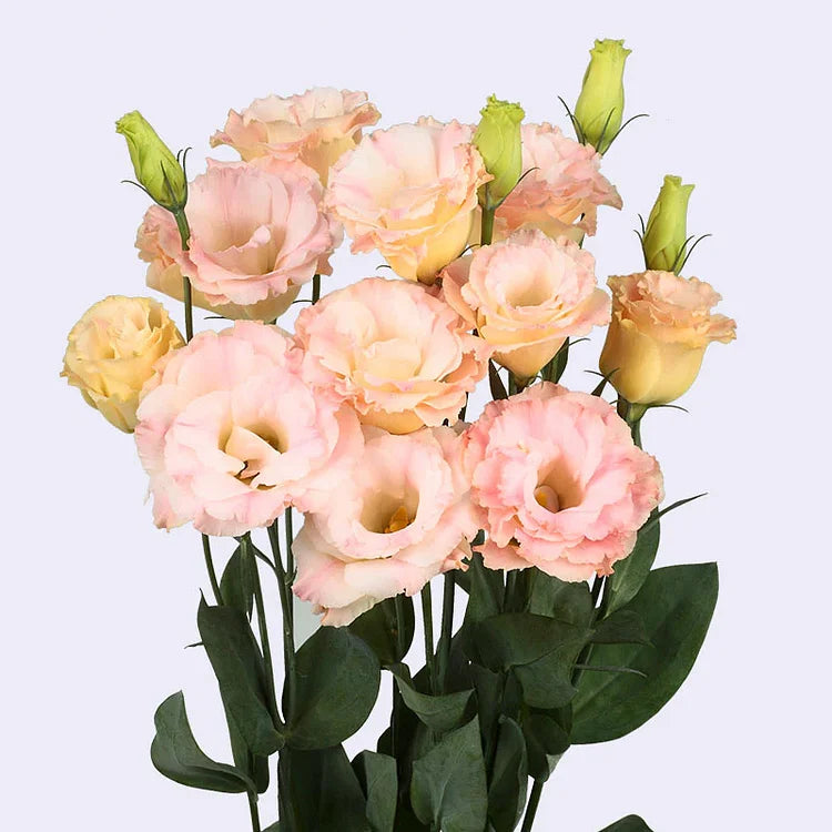 Eustoma (Lisianthus) Blomfrön – 300 st