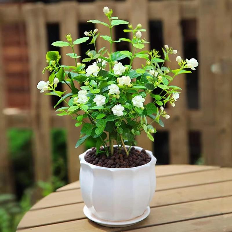 100 doftande klätterjasminfrön (GMO-fria)