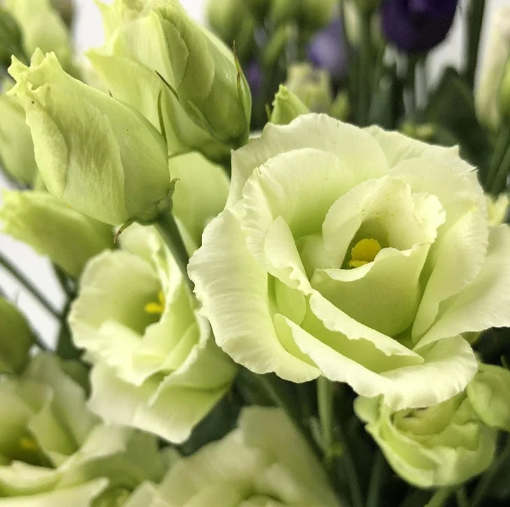Eustoma (Lisianthus) Blomfrön – 300 st