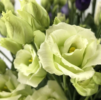 Eustoma (Lisianthus) Blomfrön – 300 st