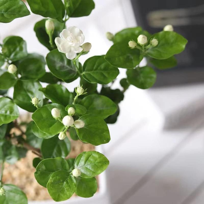 100 doftande klätterjasminfrön (GMO-fria)