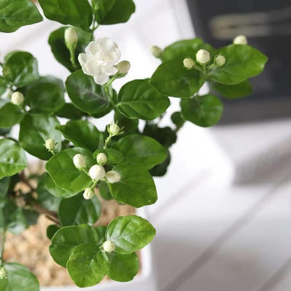 100 doftande klätterjasminfrön (GMO-fria)