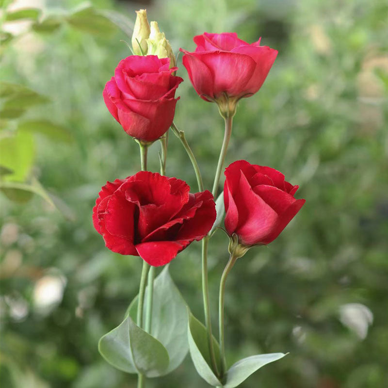 Eustoma (Lisianthus) Blomfrön – 300 st