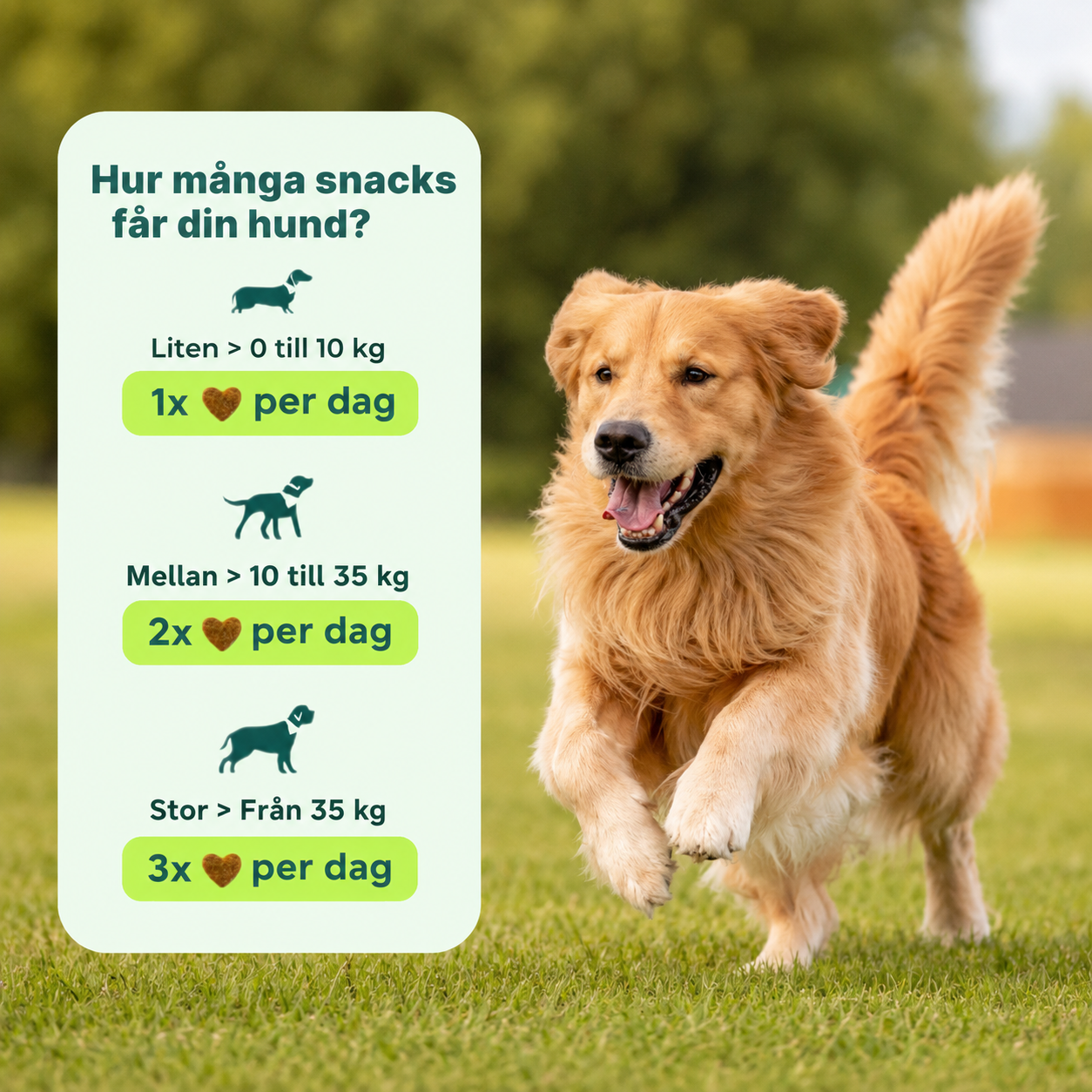 Ledgodis för hundar