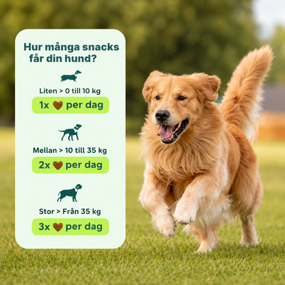Ledgodis för hundar