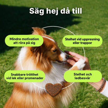 Ledgodis för hundar