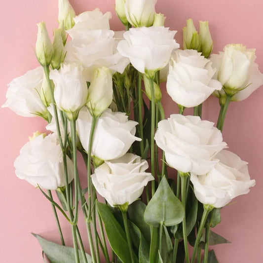 Eustoma (Lisianthus) Blomfrön – 300 st