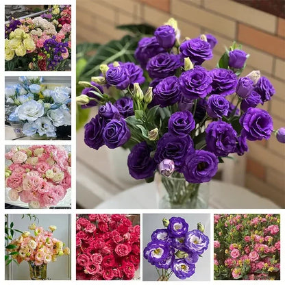 Eustoma (Lisianthus) Blomfrön – 300 st