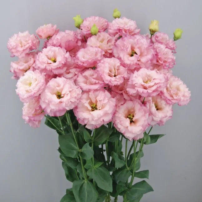 Eustoma (Lisianthus) Blomfrön – 300 st