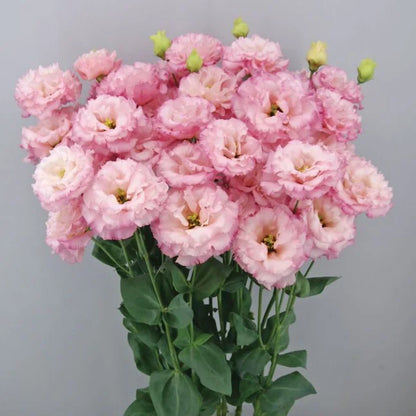 Eustoma (Lisianthus) Blomfrön – 300 st