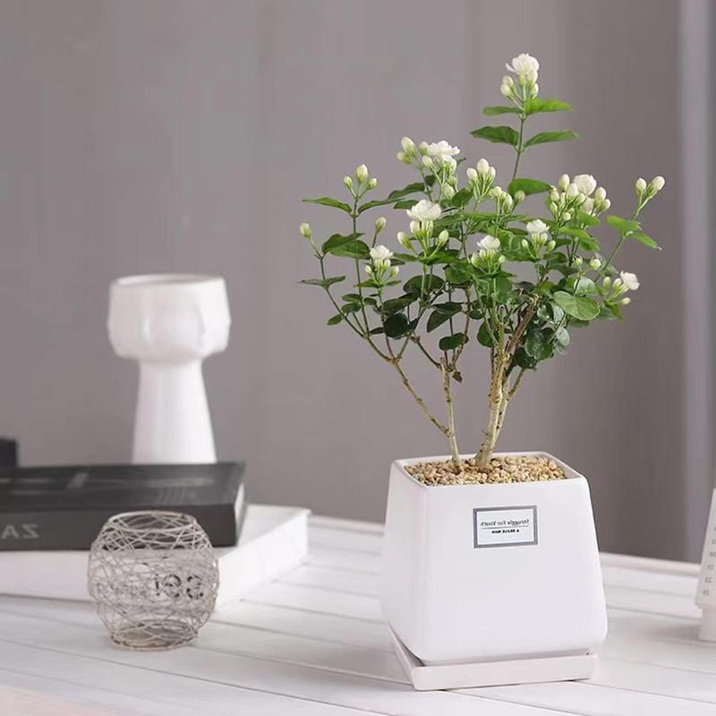 100 doftande klätterjasminfrön (GMO-fria)