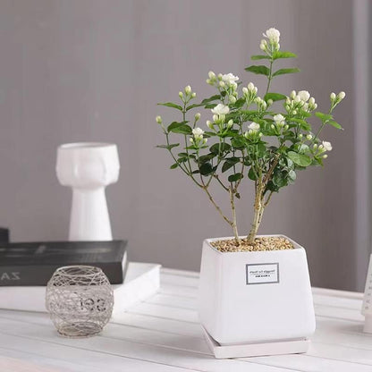 100 doftande klätterjasminfrön (GMO-fria)