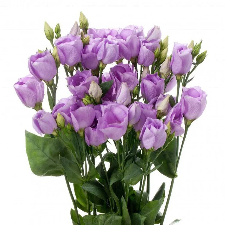 Eustoma (Lisianthus) Blomfrön – 300 st
