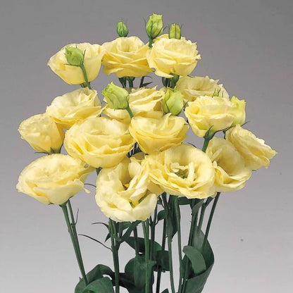 Eustoma (Lisianthus) Blomfrön – 300 st