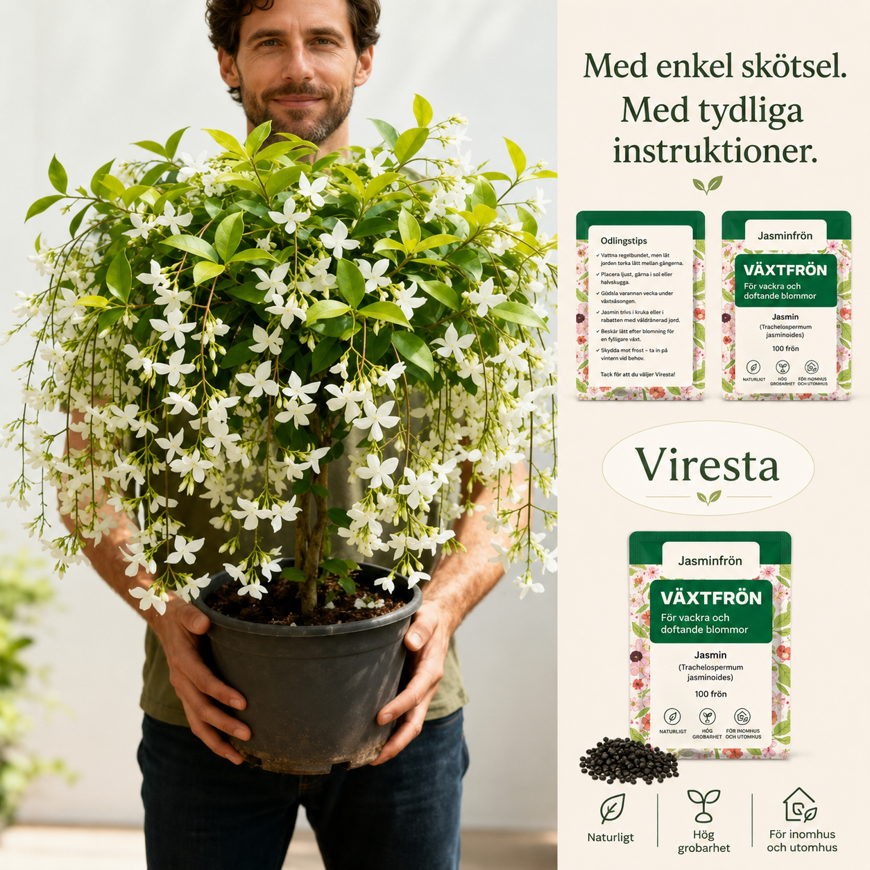 100 doftande klätterjasminfrön (GMO-fria)