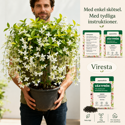 100 doftande klätterjasminfrön (GMO-fria)